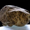Британские ученые раскопали доисторического свиноежа Британские ученые раскопали доисторического свиноежа