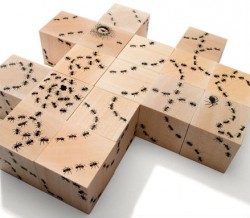 Antics Ant Blocks
